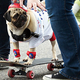 Illustration for article titled Highlights From "Puglandia," Oregon's Annual Pug Crawl